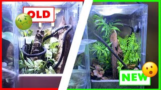 GECKOS NEW ENCLOSURE How To Bioactive setup [upl. by Adnalahs]