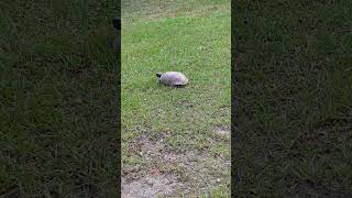 Freedom the Parrot Off Camera in Bird Pak Grunts at Gopher Tortoise at River Woods Park Oviedo [upl. by Shields23]