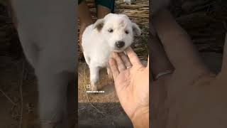 Tofo Dance  indies puppy of village  so cute  ruk ja rat dahar ja re chanda  Love nature [upl. by Reseta284]