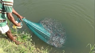 PRAWN CATCHING AT POND [upl. by Aidin]