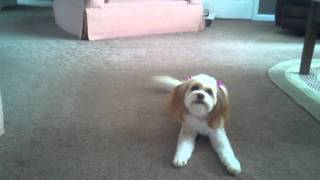 2 year old Cavachon barking and chasing bone [upl. by Nesila757]