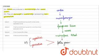 A  Pollens are produced in microsporangia after meiotic divison R  They are discharged at 4 [upl. by Jarv]