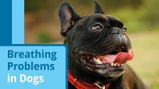 Causes of Labored Breathing and Breathing Problems in Dogs [upl. by Lasky]