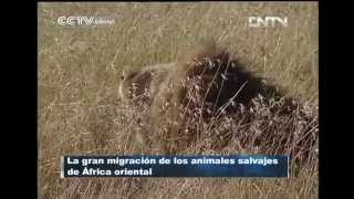 Apareamiento de leones en las praderas de la Reserva Nacional Masai Mara CCTV International [upl. by Iznik]