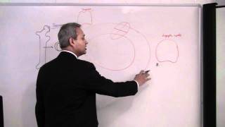 Immunology T Cells Lecture 7 part 14 [upl. by Delanty]