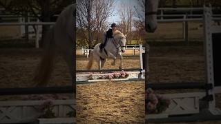 artie was so good  rideforaaron rideforbubba hunterjumper equestrian [upl. by Noivart]