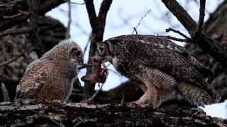 Great Horned Owl feeding on rabbit [upl. by Nealon]