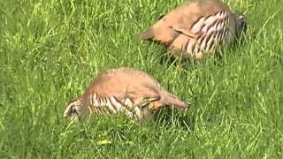 Redlegged Partridge at Treraven Meadows [upl. by Elyod]