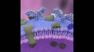 cell membrane receptors [upl. by Aneehsal]