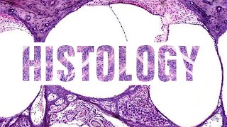 Epithelial junctions  Part 2 [upl. by Emelen]