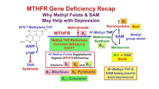 Methyl Folate Deficiency and Depression [upl. by Einnaej]