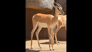 Soemmerrings Gazelle also called Nanger Soemmerringii is native to Northeastern Africa [upl. by Nordna]