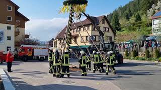 Maibaumstellen in Tonbach  wie immer nur durch Manneskraft [upl. by Ahtelahs]