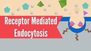 Receptor Mediated Endocytosis [upl. by Reld]