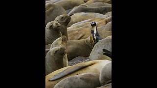 Ketika Penguin Humboldt melewati ribuan singa laut [upl. by Kurman]