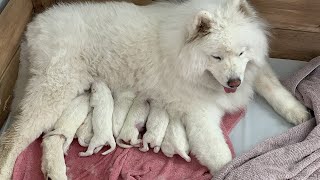 What Seven Newborn Samoyed Puppies Look Like [upl. by Oznarol]