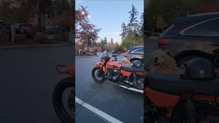 This Bike Comes with a Copilot motorcycle dog doglover [upl. by Jedediah]