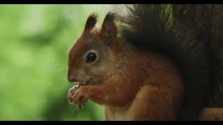 🐿️ como CUIDAR Y CRIAR 1 ARDILLA BEBE consejos básicos [upl. by Autumn72]