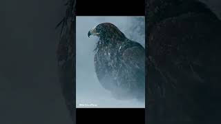 The 🦅 eagle so unixpected wildanimal trend bird savebird [upl. by Drofdarb]