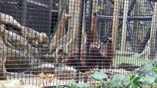 Bornean Orangutan Hongkong Zoological and Botanical Garden 😍😍 [upl. by Etnomed377]