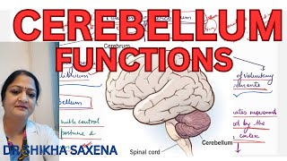 Cerebellum Functions servomechanism damping action ballistic movements [upl. by Cnut99]