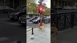 dogloverfyphighlightsfunnyshortsfunnyvideoanimalspets [upl. by Ann861]