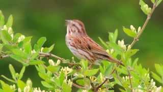 Song Sparrow Singing [upl. by Bonnette548]