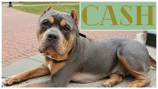 CASH  8 MONTH OLD AMERICAN BULLY  OBEDIENCE TRAINING [upl. by Jannel]