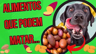 CACHORRO PODE COMER BATATA COMO DAR CARBOIDRATOS PARA CÃES BATATA DOCE E MANDIOCA ALIMENTAÇÃO Pet [upl. by Karolyn]