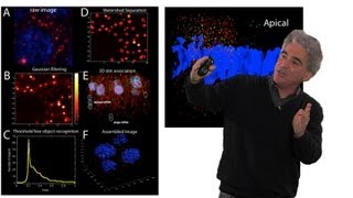 Mike Levine UC Berkeley Part 3 Transcriptional Precision Paused Polymerase II [upl. by Ailime105]