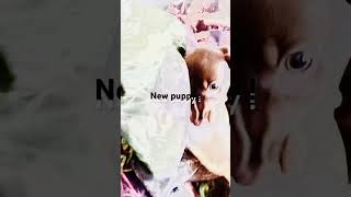 New dog rap [upl. by Ilanos]