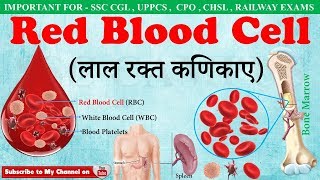 Red Blood Cellsलाल रक्त कणिकाए  RBC  Fuction of red blood cells in hindi  ssc campus mp4 [upl. by Ayotl218]