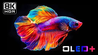 BEST OF OLED  Amazing Scenes in 8K HDR  Dolby Vision™ [upl. by Notrab]