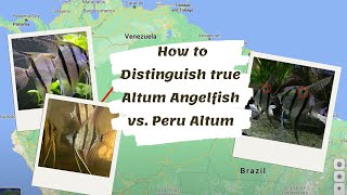 How to Distinguish true Altum Angelfish vs Peru Altum [upl. by Kato]