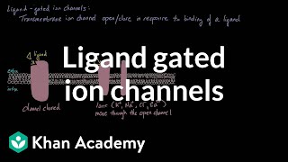 Ligand Gated Ion Channels  Nervous system physiology  NCLEXRN  Khan Academy [upl. by Nawek93]