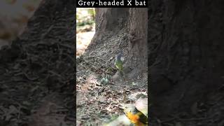 Greyheaded Bush Shrike X bat [upl. by Law183]