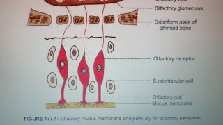 Olfactory Pathway Medical Physiology First Yearlectureolfactorypathwayphysiologytrendingshortsyt [upl. by Sugden]