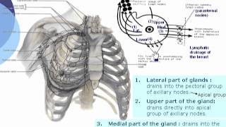 3 Lymph drainage of breast [upl. by Camp]