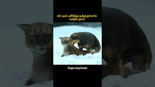 Dog became the mother of mountain lion  காட்டில் புலிக்குட்டிக்கு தாயாய் மாறிய நாய்  Infogle [upl. by Dena]