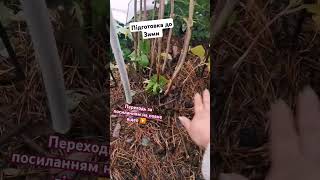 Вітаю ПІДПИШИСЬ SUBSCRIBE shorts hydrangeaflower gardening [upl. by Abbotsen]