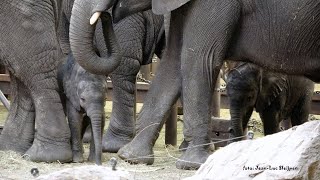 Ajabu tries to drink from grandma again and is scolded [upl. by Mcleod]