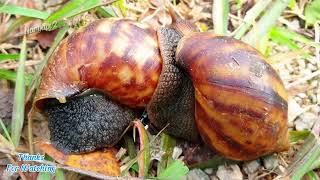 Watch This Giant Snail Navigate Through a Jungle of Grass 2 [upl. by Nyleak]