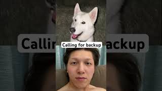 What’s your emergency🚨 husky dog funny siberianhusky puppy duet pushpress comedy [upl. by Sobmalarah]