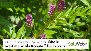 30 Minuten Kräuterwissen Süßholz [upl. by Nesto899]