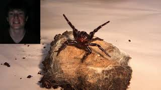 TOP 10 SPIDERS why you should love spiders  FACE REVEAL [upl. by Ymrots]