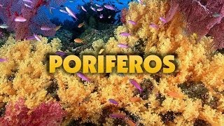 Poríferos Filo Porífera [upl. by Gant147]