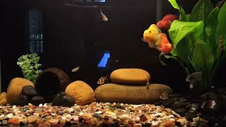 Parrot cichlid and zebra cichlid in my 10 gallon tank [upl. by Yelsnia]