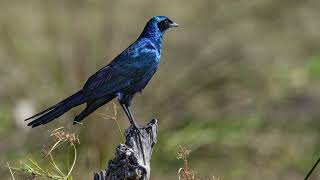 The sound of a Burchells starling [upl. by Eliot494]