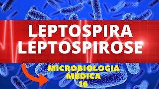 LEPTOSPIRA LEPTOSPIROSE  MICROBIOLOGIA MÉDICA  AULA 16 [upl. by Jalbert]