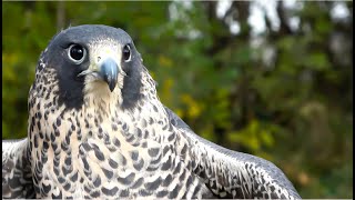 Falconry Are Peregrine Falcons a beginners bird falconry [upl. by Stefan]